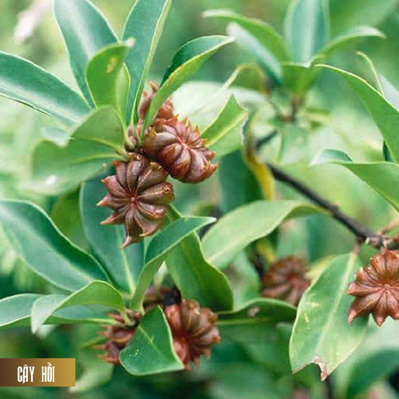 Nhang Thiền Vô Ưu - Ladding page 1