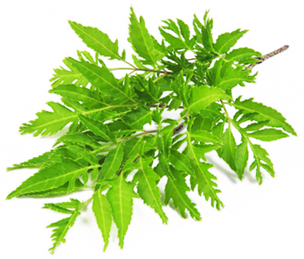 Nhang Thiền Vô Ưu 6