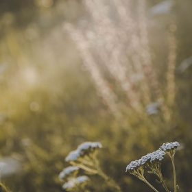 Nhang Thiền Vô Ưu 9