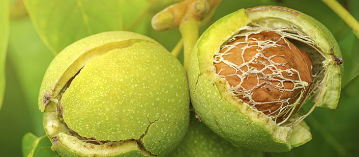 Cách phân biệt quả óc chó Trung Quốc và quả óc chó Mỹ 9