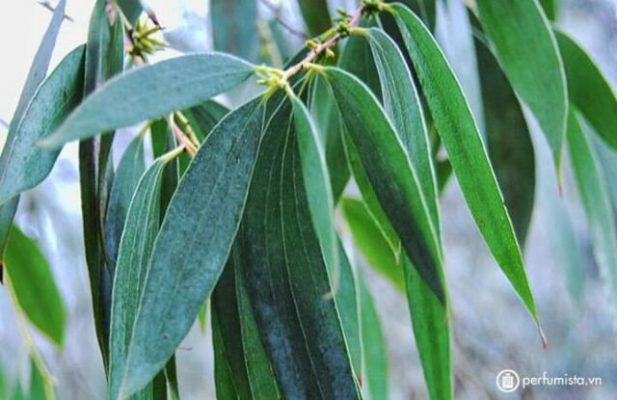 Cây khuynh diệp 1