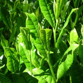 Sự khác biệt giữa trà Việt Nam và Trà Trung Quốc