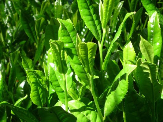 Sự khác biệt giữa trà Việt Nam và Trà Trung Quốc 11