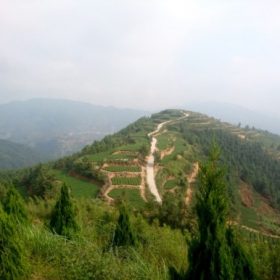 Quy trình sản xuất trà Thiết Quan Âm ở An Khê