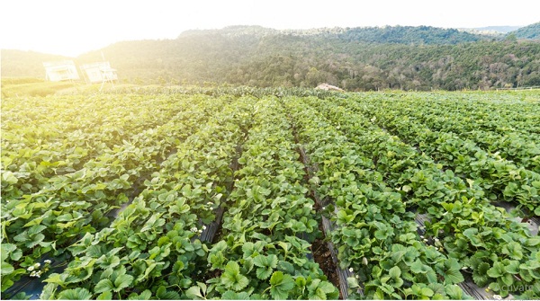 Hòa mình vào thiên nhiên, giải pháp hoàn hảo cho tâm hồn 5