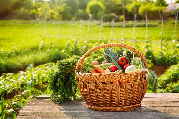 Hòa mình vào thiên nhiên, giải pháp hoàn hảo cho tâm hồn 6