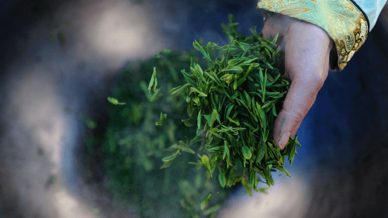 Cách pha trà Long Tỉnh Tây Hồ 2