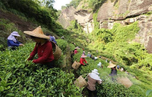 chính sơn tiểu chủng được làm tại vũ di sơn