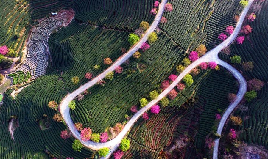 đất trồng trà ngon