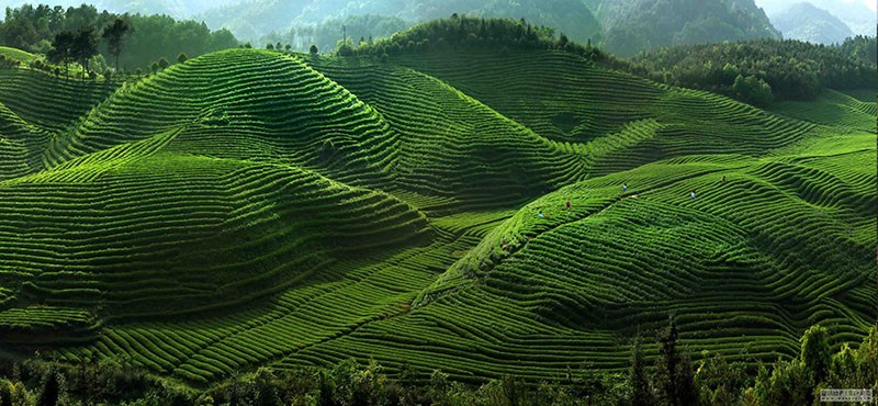kiến thức trồng trà không ngừng được cải thiện