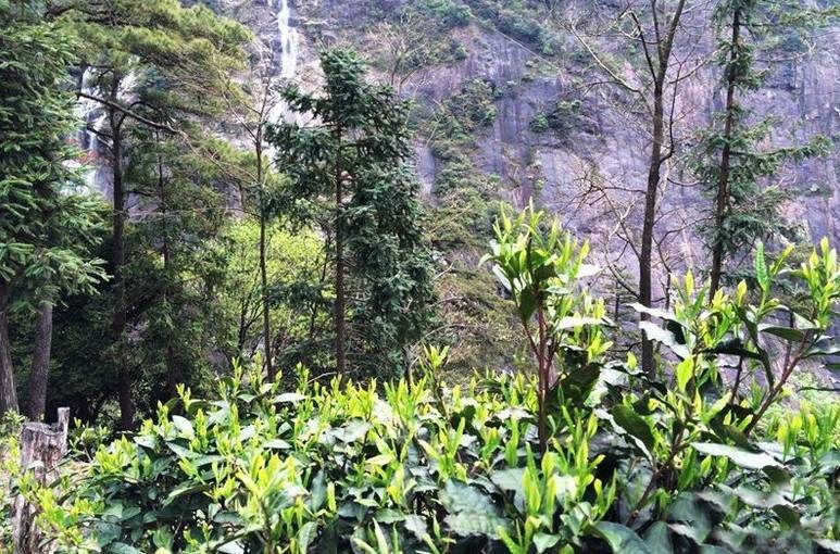ngày thu hái trà rất quan trọng