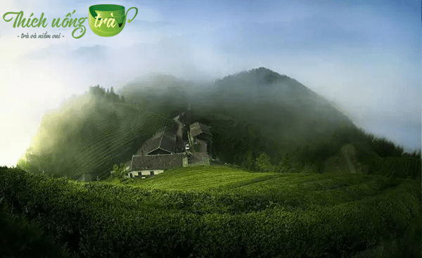 Tổng quan về Trà Ân Thi Ngọc Lộ 14 lịch sử phát triển trà ân thi ngọc lộ