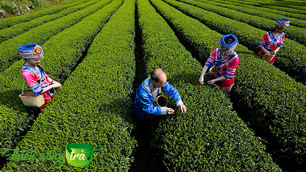 Tổng quan về Trà Ân Thi Ngọc Lộ 18 TRÀ ÂN THI NGỌC LỘ VỚI CÔNG NGHỆ THU HÁI VÀ CHẾ BIẾN