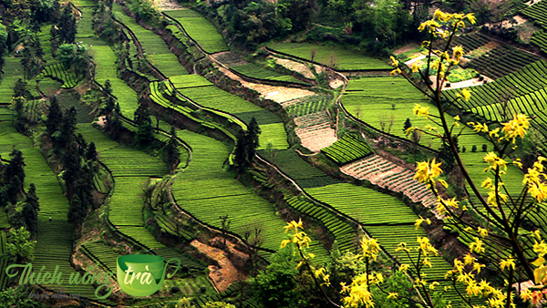 Tổng quan về Trà Ân Thi Ngọc Lộ 16 khu vực trồng trà ân thi ngọc lộ