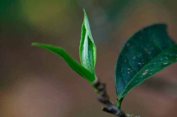 Thức Uống Ngon Từ Núi Sâu 14