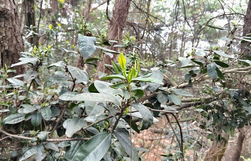 trà ngon là trà dại