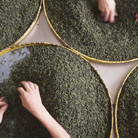 Tổng quan về Trà Thiết Quan Âm Trần Hương (Trà Lão Thiết)