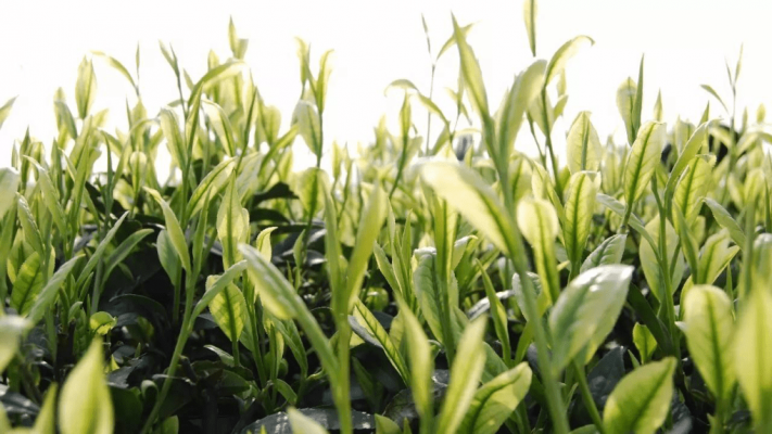 Trà trắng An Cát Anji