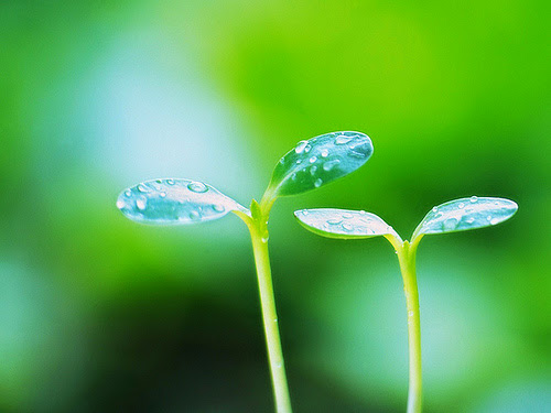 HITA bật mí các món xào chay siêu ngon dành cho người ăn chay 13 HITA bật mí các món xào chay siêu ngon dành cho người ăn chay 7