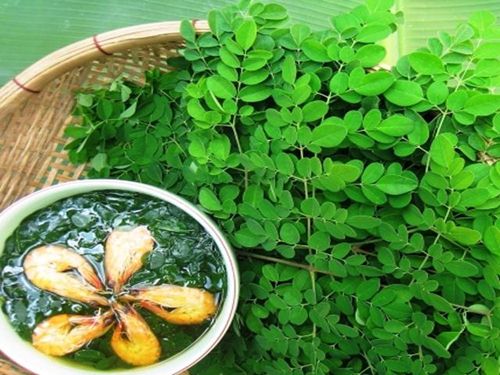 Công dụng của cây chùm ngây và cách chế biến thành món ăn ngon 7 cây chùm ngây