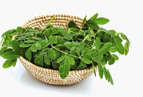 Công dụng của cây chùm ngây và cách chế biến thành món ăn ngon 8 cây chùm ngây