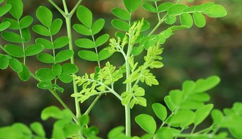 Công dụng của cây chùm ngây và cách chế biến thành món ăn ngon 12 Nhà hàng chay HITA Phan Xích Long Phú Nhuận