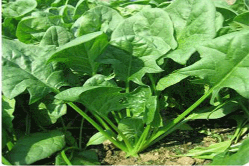 Khái niệm cơ bản về chất chống oxy hóa không phải ai cũng biết 38 Nhà hàng chay HITA Phan Xích Long Phú Nhuận