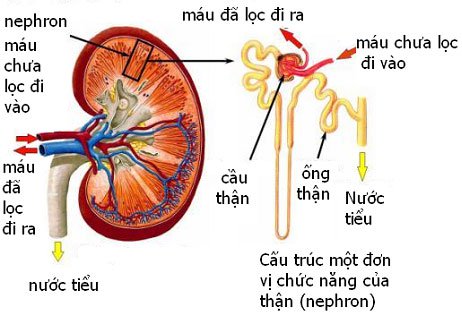 Các chức năng của thận và bảo vệ bằng phương pháp ăn chay hữu ích 8 chức năng của thận
