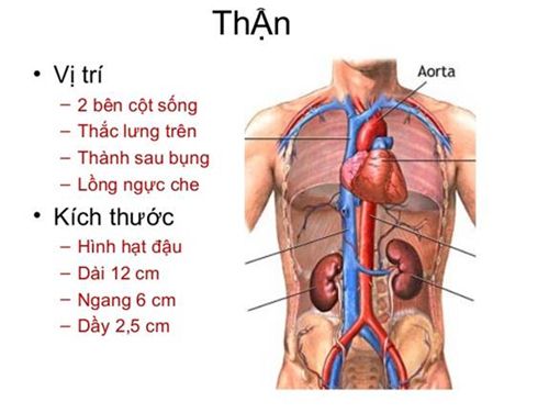 Các chức năng của thận và bảo vệ bằng phương pháp ăn chay hữu ích 9 chức năng của thận