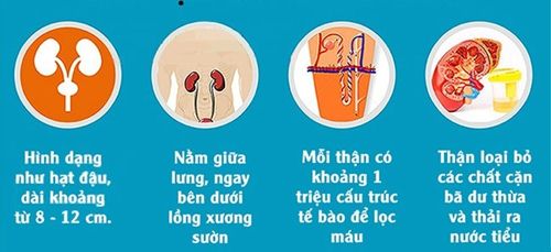 Các chức năng của thận và bảo vệ bằng phương pháp ăn chay hữu ích 10 chức năng của thận