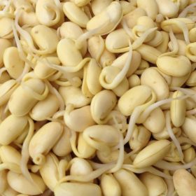 Mầm đậu nành và tác dụng thần kỳ khiến phụ nữ không thể bỏ qua