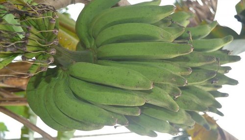 Những tác dụng của chuối chưa chắc ai cũng biết 12 tác dụng của chuối