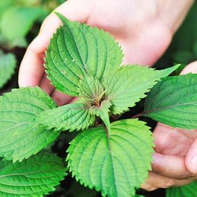 Những tác dụng của lá tía tô mà bạn không ngờ tới
