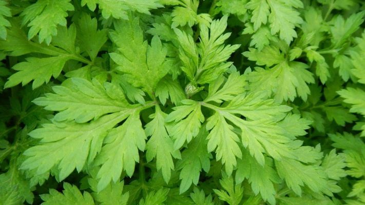 Tác dụng của ngải cứu giúp điều trị bệnh cực hay không phải ai cũng biết 2