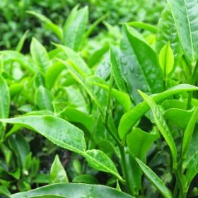 Các tác dụng của trà xanh và nên nấu trà xanh như thế nào cho đúng