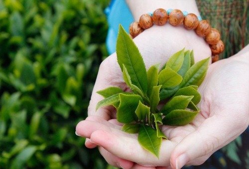 tác dụng của trà xanh