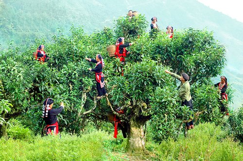 Những công dụng thần kỳ của trà shan tuyết 5 trà shan tuyết