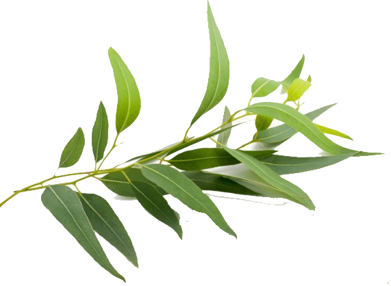 Lá khuynh diệp HITA