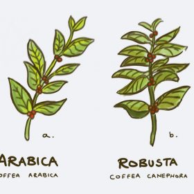Uống cà phê sữa có tốt không? Tại sao không nên uống cà phê sữa quá nhiều? 10 Arabica và Robusta: Sự khác biệt về hương vị