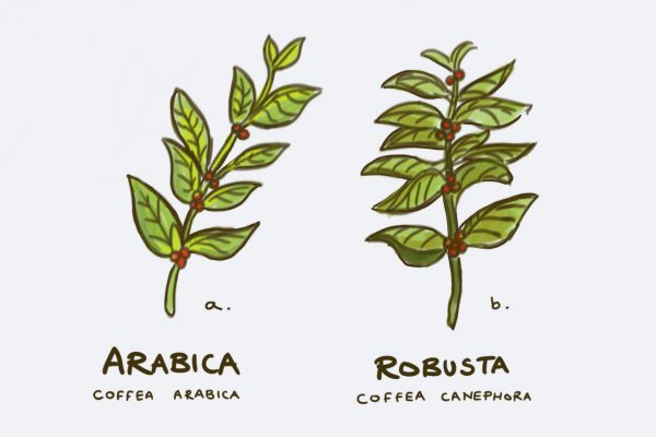 Arabica và Robusta: Sự khác biệt về hương vị 17